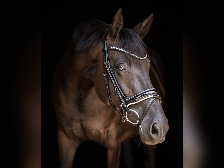 Hanovrien Jument 10 Ans 167 cm Noir in Taubenheim