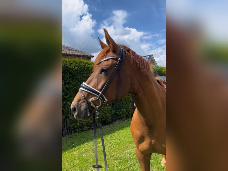 Hanovrien Jument 10 Ans 168 cm Alezan brûlé in B&#xFC;lkau