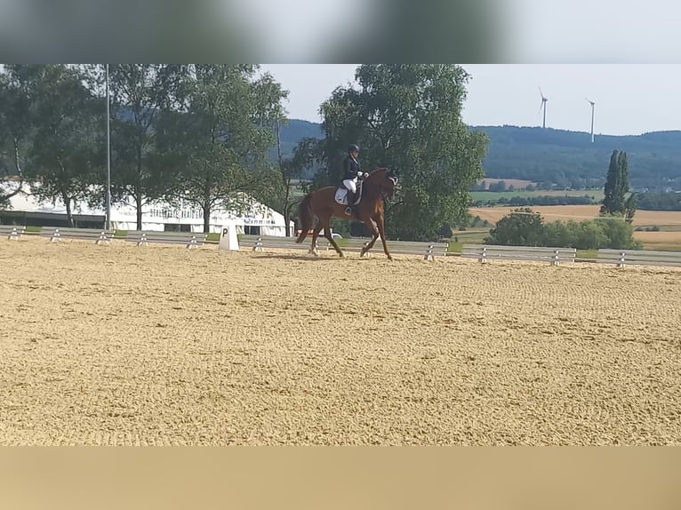 Hanovrien Jument 10 Ans 168 cm Alezan in Spall