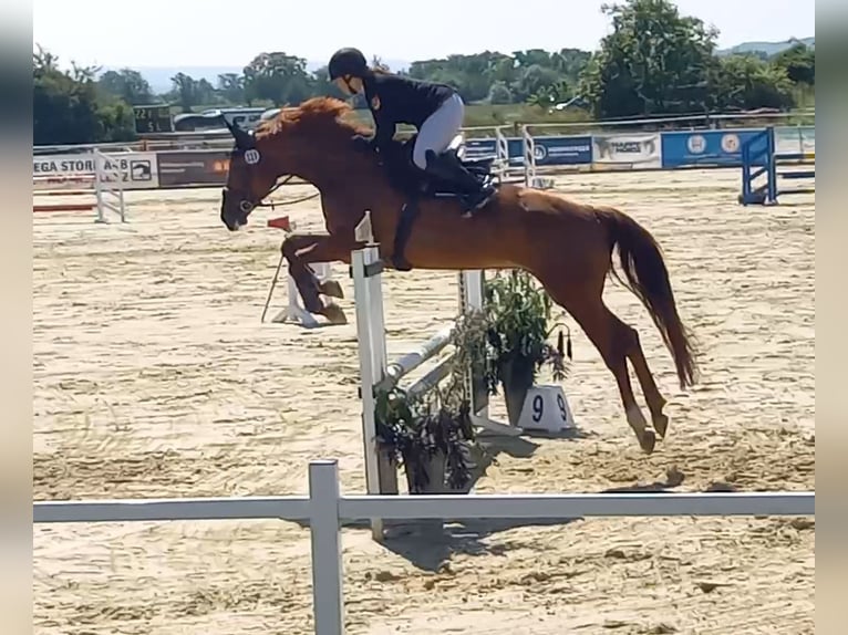 Hanovrien Jument 10 Ans 168 cm Alezan in Spall