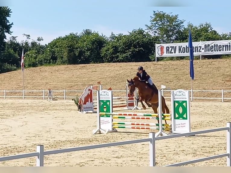 Hanovrien Jument 10 Ans 168 cm Alezan in Spall