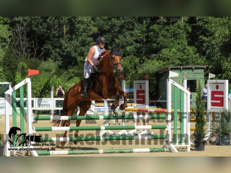 Hanovrien Jument 10 Ans 168 cm Alezan in Spall
