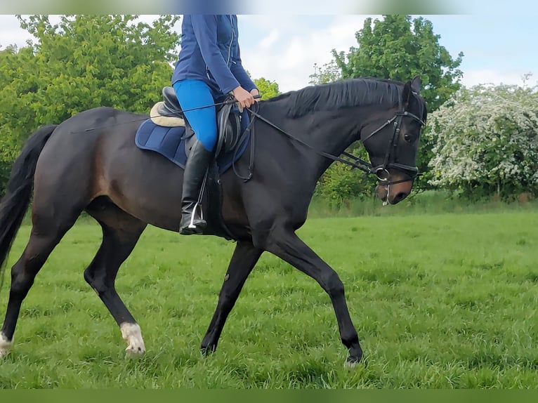 Hanovrien Jument 10 Ans 168 cm Bai brun in Celle