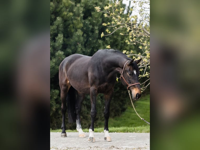 Hanovrien Jument 10 Ans 168 cm Bai brun in DUSZNIKI