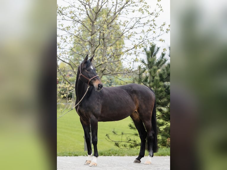 Hanovrien Jument 10 Ans 168 cm Bai brun in DUSZNIKI