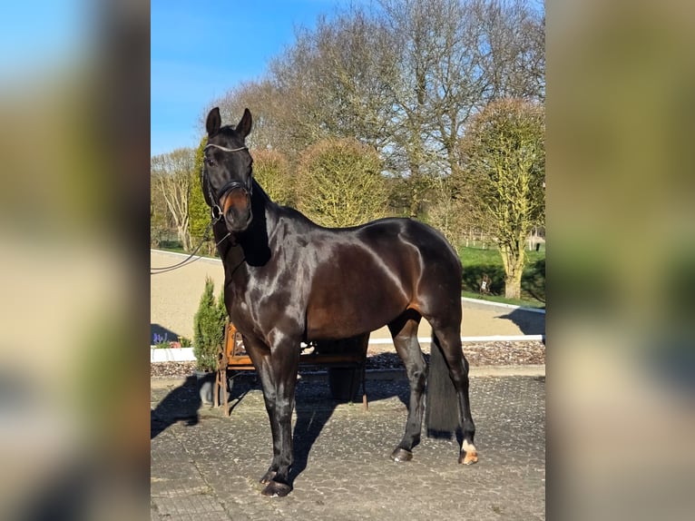 Hanovrien Jument 10 Ans 168 cm Bai brun foncé in Loxstedt