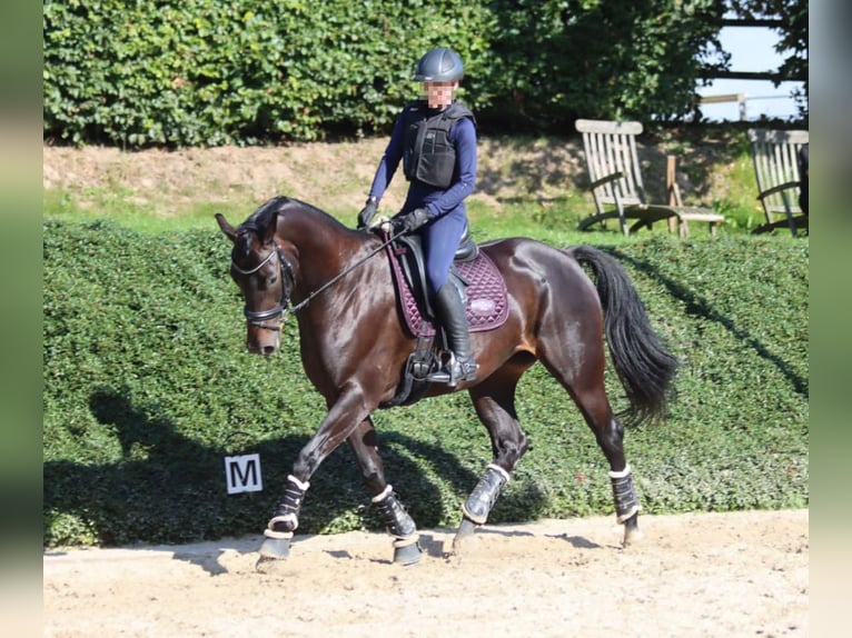 Hanovrien Jument 10 Ans 168 cm Bai brun foncé in Loxstedt