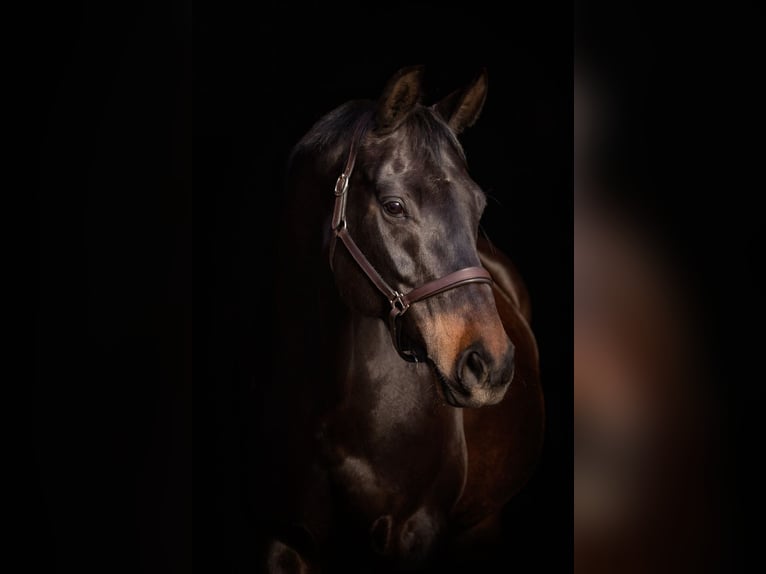 Hanovrien Jument 10 Ans 168 cm Bai brun foncé in Loxstedt