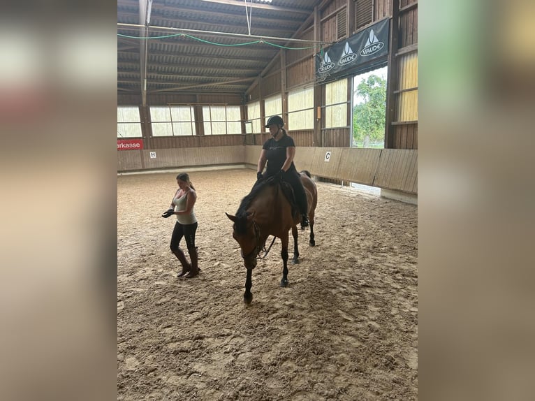 Hanovrien Jument 10 Ans 168 cm Bai in L&#xE4;ngenfeld