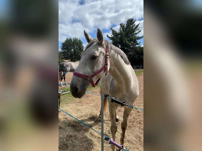 Hanovrien Jument 10 Ans 169 cm Gris in Bad Liebenwerda