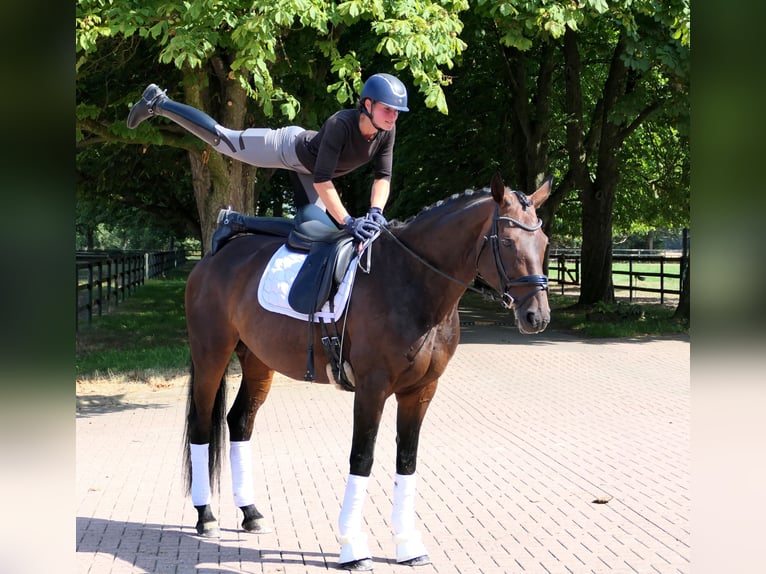 Hanovrien Jument 10 Ans 170 cm Bai brun in Cloppenburg