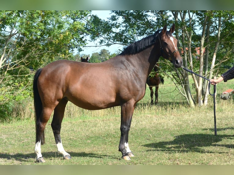Hanovrien Jument 10 Ans 170 cm Bai brun in Wangerland Hohenkirchen