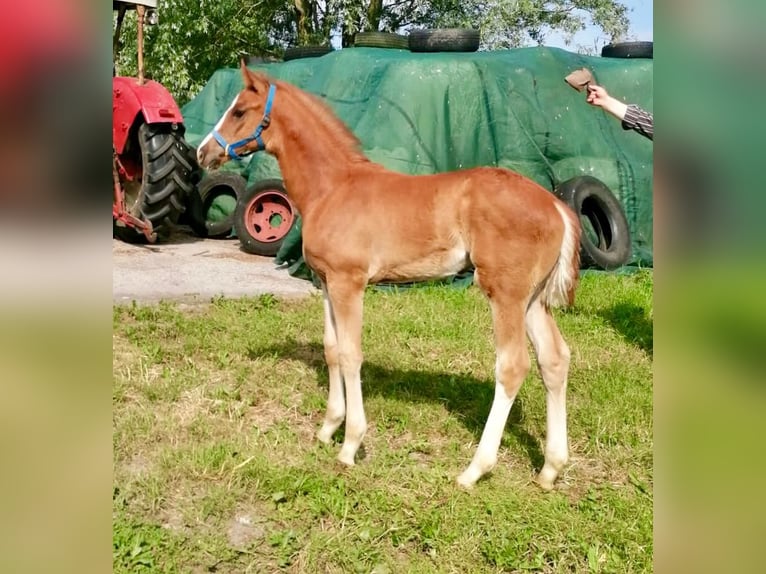 Hanovrien Jument 10 Ans 170 cm Bai brun in Wangerland Hohenkirchen