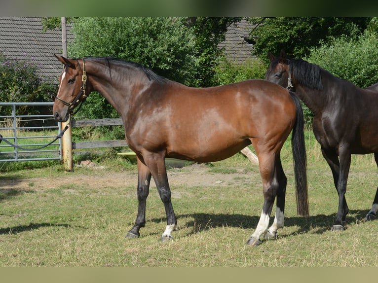 Hanovrien Jument 10 Ans 170 cm Bai brun in Wangerland Hohenkirchen