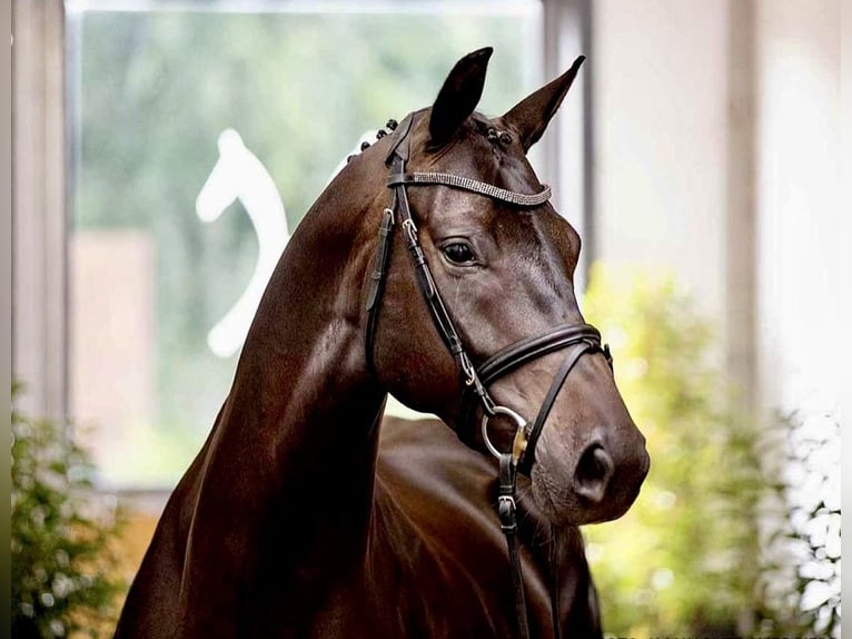 Hanovrien Jument 10 Ans 170 cm Bai brun foncé in Aerzen