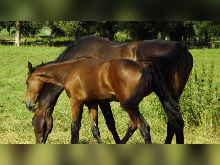 Hanovrien Jument 10 Ans 170 cm Bai in Hespe Levesen