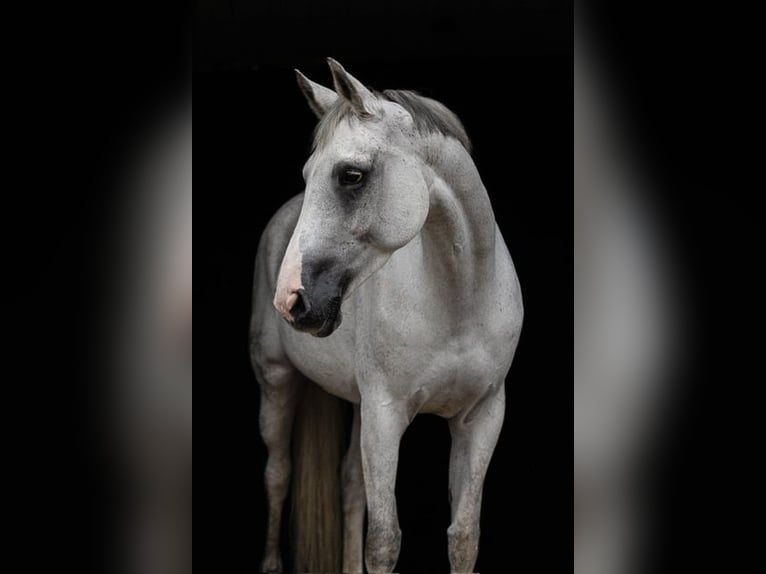 Hanovrien Jument 10 Ans 170 cm Gris in B&#xF6;sel