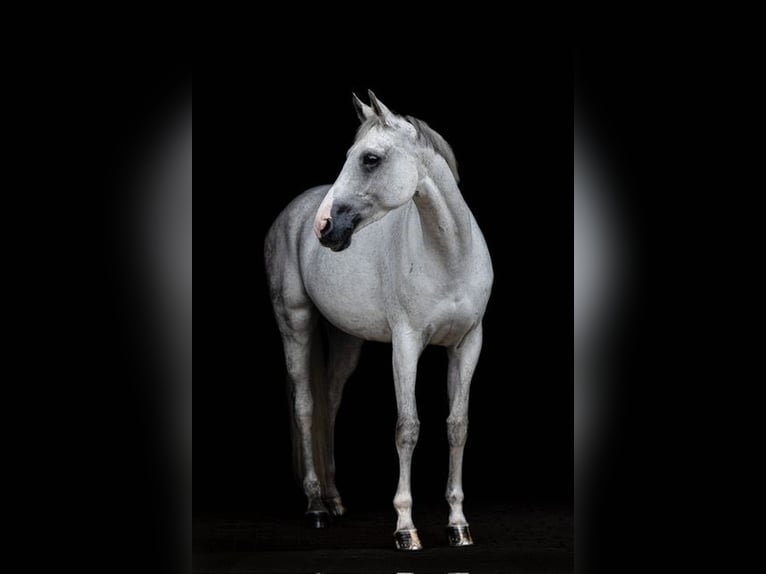 Hanovrien Jument 10 Ans 170 cm Gris in B&#xF6;sel
