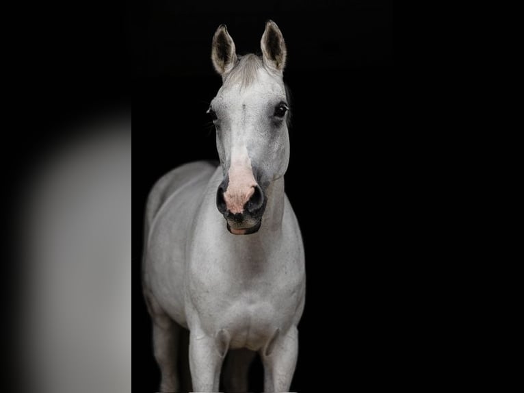Hanovrien Jument 10 Ans 170 cm Gris in B&#xF6;sel