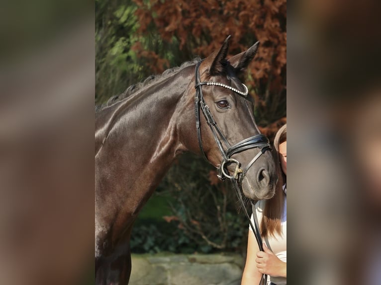 Hanovrien Jument 10 Ans 170 cm Noir in Ibbenbüren