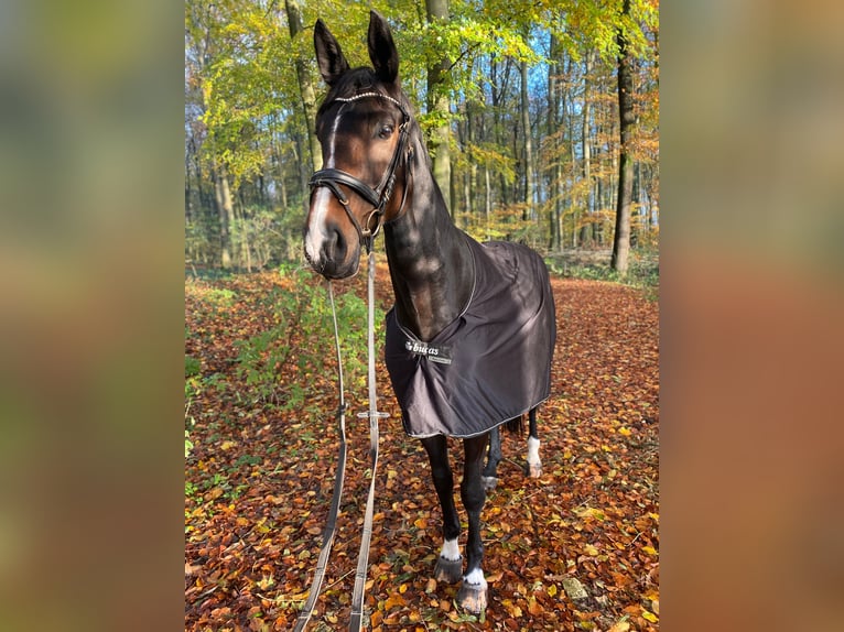 Hanovrien Jument 10 Ans 172 cm Bai brun in Hamburg