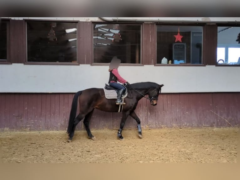 Hanovrien Jument 10 Ans 172 cm Bai brun in Lüdinghausen