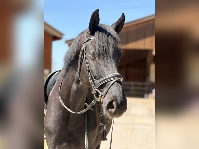 Hanovrien Jument 10 Ans 172 cm Noir in Sindelfingen