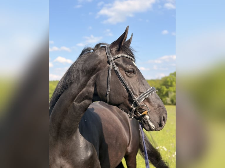 Hanovrien Jument 10 Ans 172 cm Noir in Sindelfingen