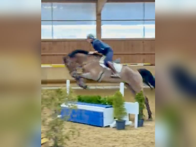 Hanovrien Jument 10 Ans 173 cm Bai in Altusried