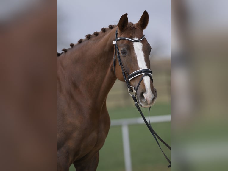 Hanovrien Jument 10 Ans 174 cm Alezan brûlé in Jettingen