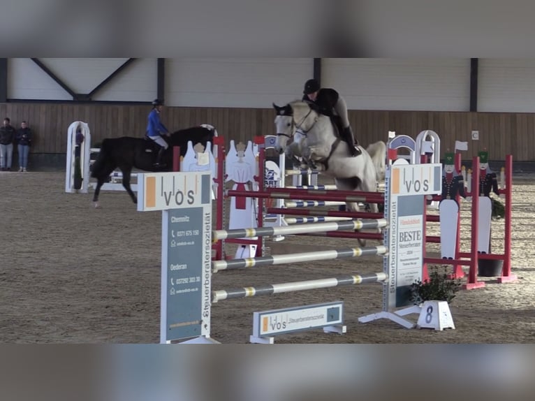 Hanovrien Jument 10 Ans 174 cm Gris in Bayreuth