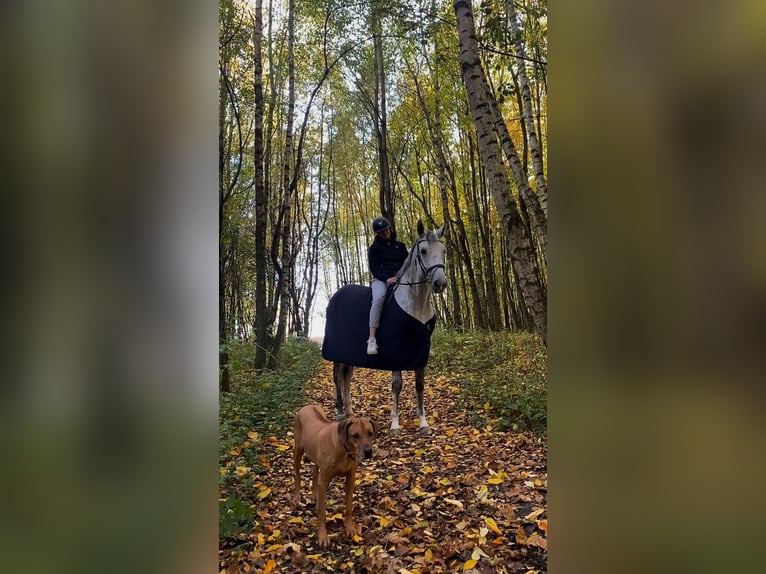 Hanovrien Jument 10 Ans 174 cm Gris in Bayreuth