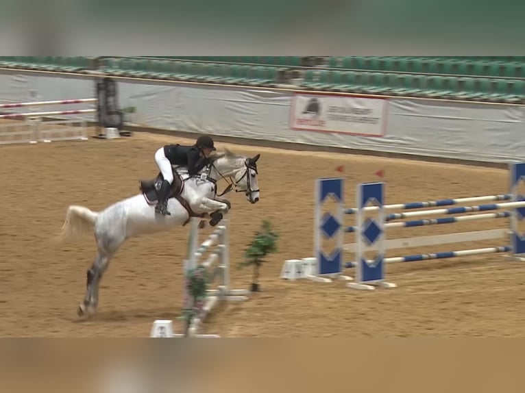 Hanovrien Jument 10 Ans 174 cm Gris in Bayreuth