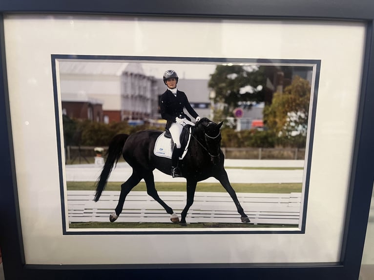 Hanovrien Jument 10 Ans 174 cm Noir in Osterholz-Scharmbeck