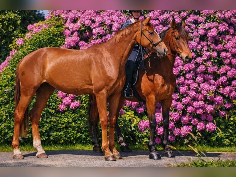 Hanovrien Jument 10 Ans 175 cm Alezan brûlé in Lutzhorn