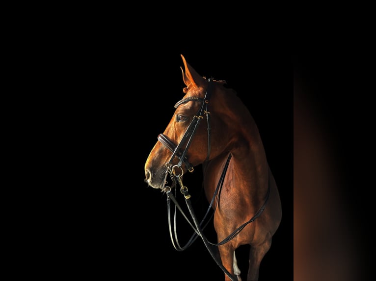 Hanovrien Jument 10 Ans 175 cm Alezan in Künzing