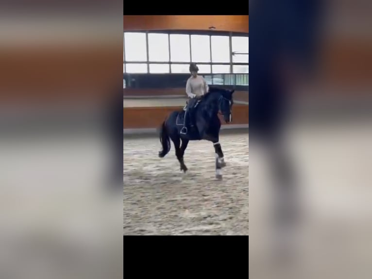 Hanovrien Jument 10 Ans 176 cm Noir in K&#xF6;ln