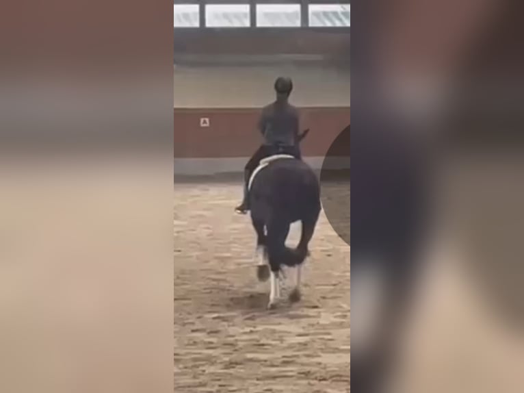 Hanovrien Jument 10 Ans 176 cm Noir in K&#xF6;ln