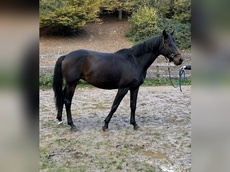 Hanovrien Jument 10 Ans Bai brun foncé in Lahr/Schwarzwald