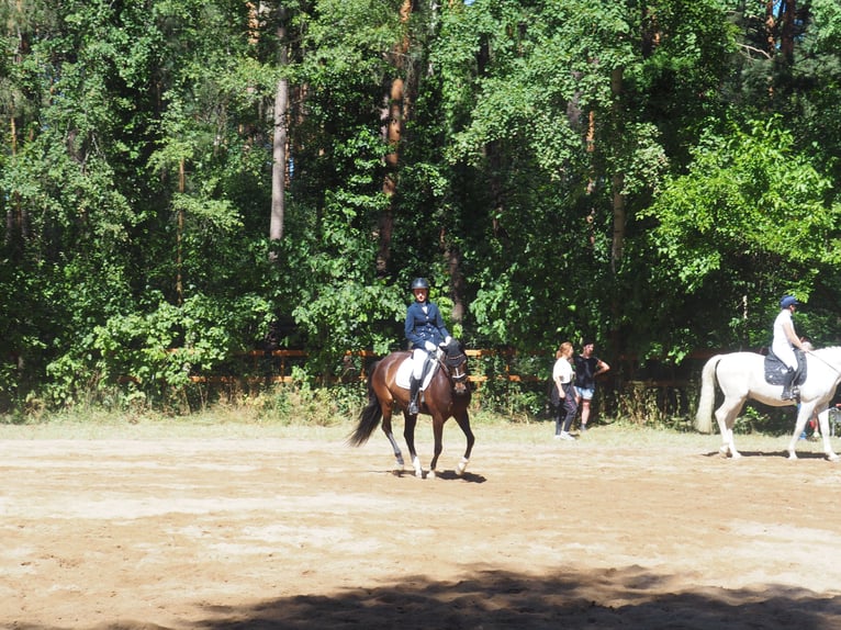 Hanovrien Jument 11 Ans 153 cm Bai in Thalmässing