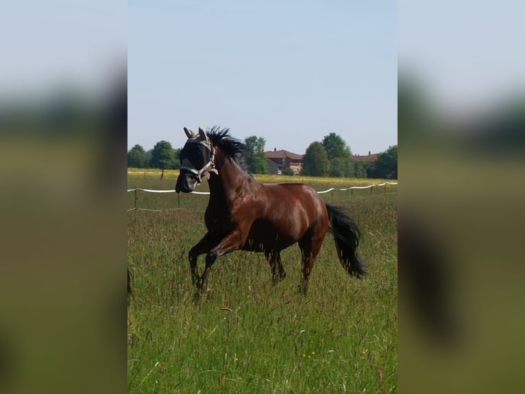 Hanovrien Croisé Jument 11 Ans 155 cm Bai in Brandis