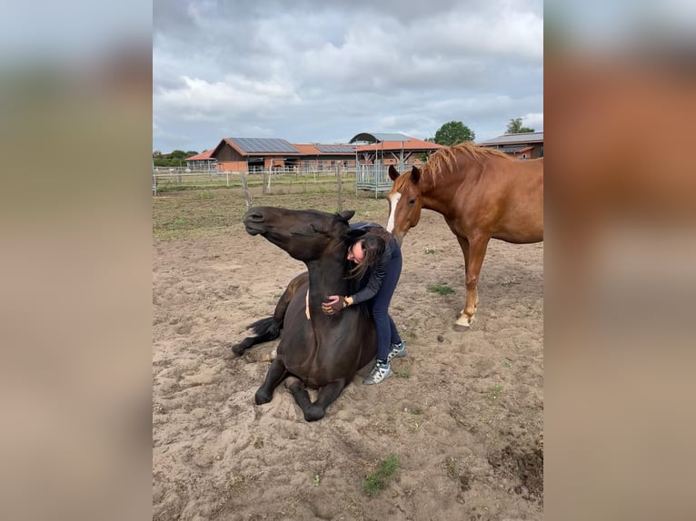 Hanovrien Jument 11 Ans 156 cm Bai brun foncé in Wedemark