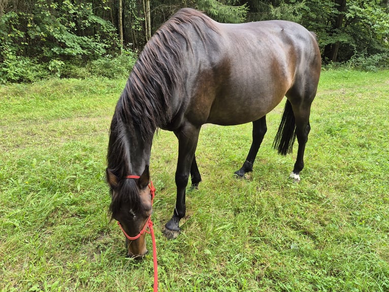 Hanovrien Jument 11 Ans 160 cm Bai brun in Westergellersen