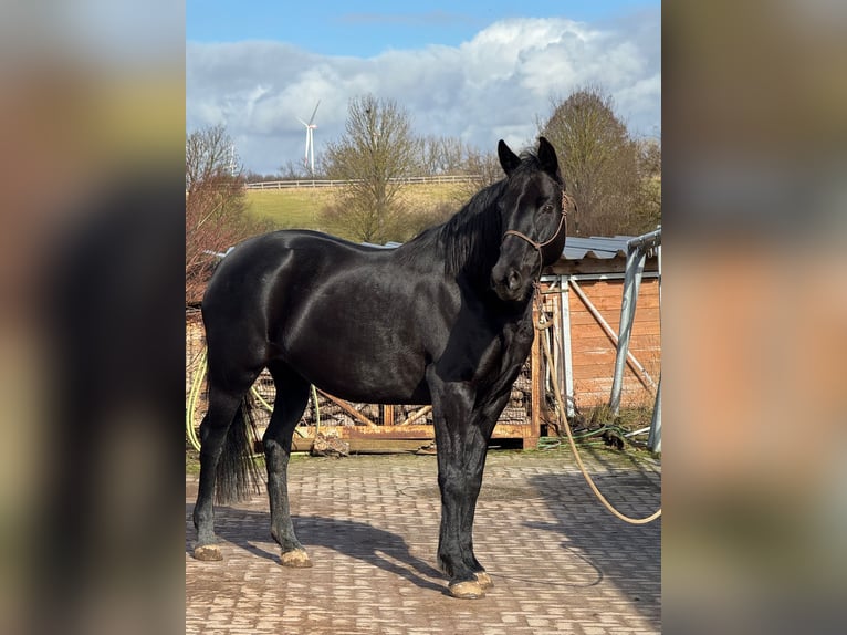Hanovrien Jument 11 Ans 160 cm Noir in Seeburg