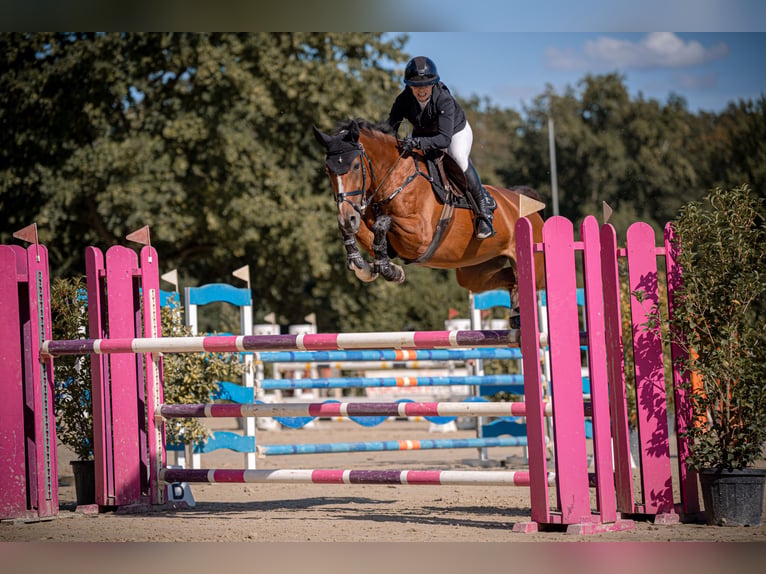Hanovrien Jument 11 Ans 163 cm Bai clair in Mannheim