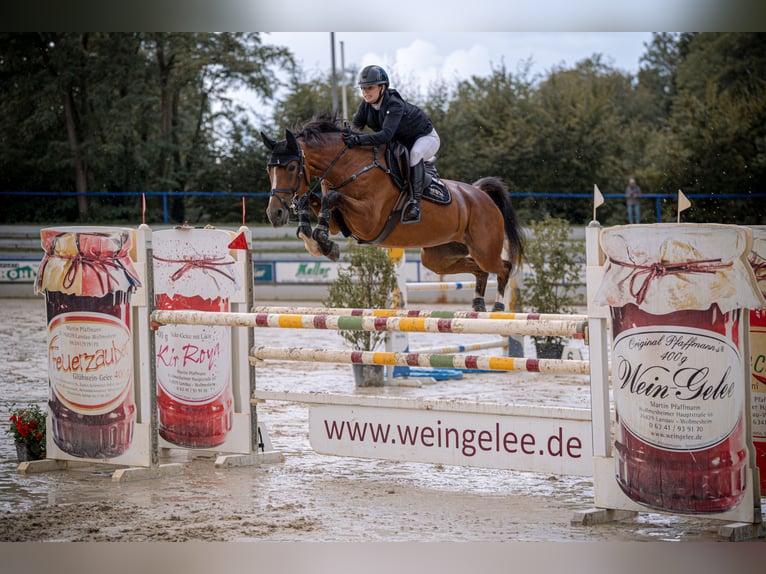 Hanovrien Jument 11 Ans 163 cm Bai clair in Mannheim