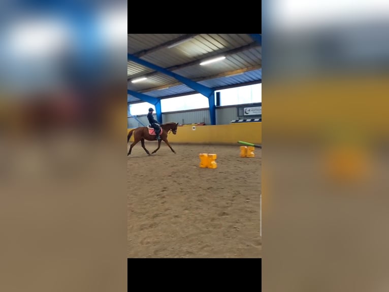 Hanovrien Jument 11 Ans 164 cm Alezan brûlé in Gifhorn