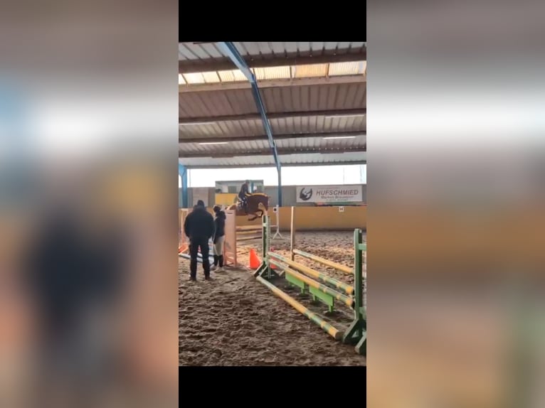 Hanovrien Jument 11 Ans 164 cm Alezan brûlé in Gifhorn