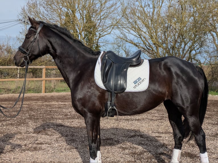 Hanovrien Jument 11 Ans 164 cm Noir in Prahecq