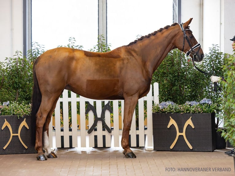 Hanovrien Jument 11 Ans 165 cm Alezan in Verden